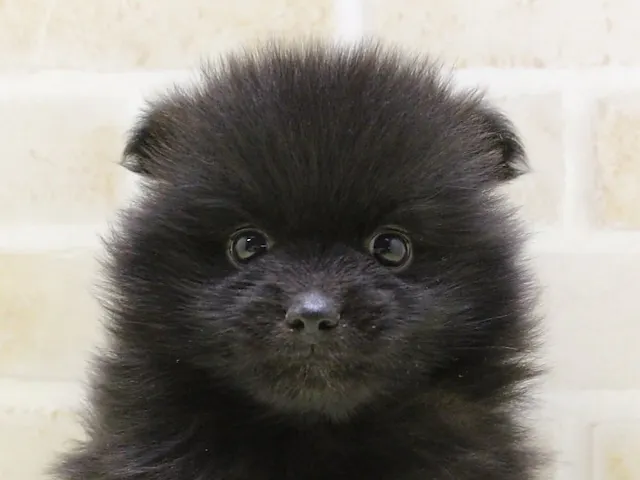 千葉県のポメラニアン (ペッツワン幕張店/2025年5月14日生まれ/女の子/ブラック)の子犬